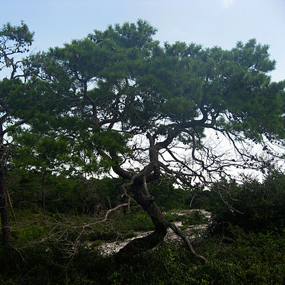 Pinus clausa unspecified picture