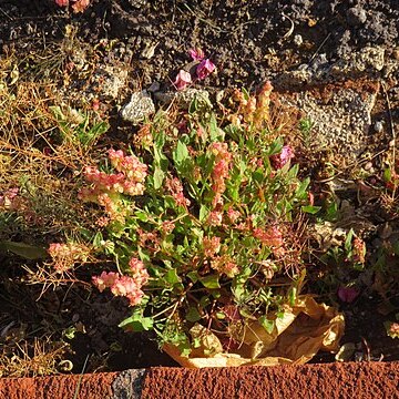 Rumex simpliciflorus unspecified picture