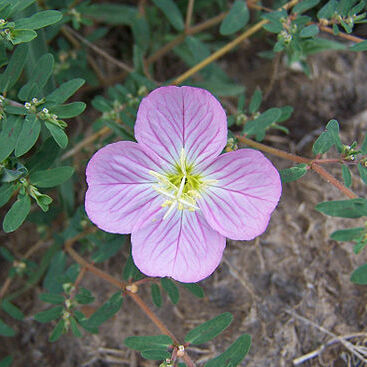 Oenothera unspecified picture