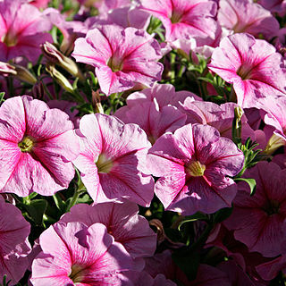 Petunia unspecified picture