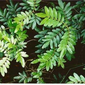 Eucryphia moorei unspecified picture