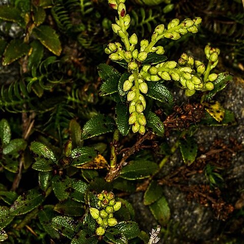 Gaultheria crassa unspecified picture