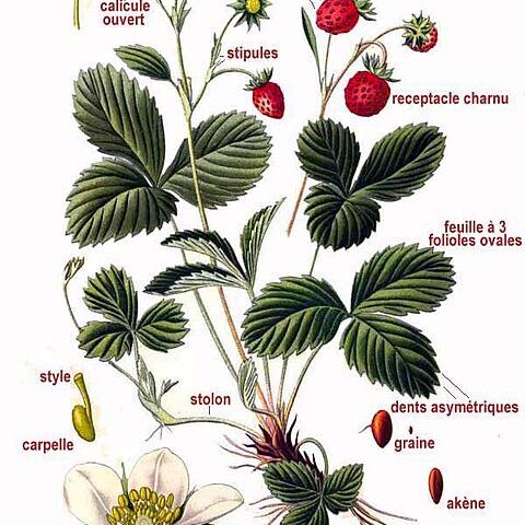 Fragaria unspecified picture