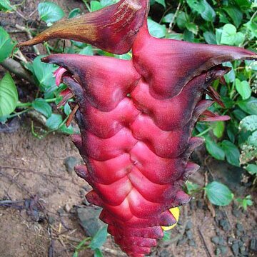 Heliconia mariae unspecified picture