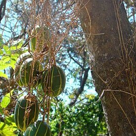 Polyclathra cucumerina unspecified picture