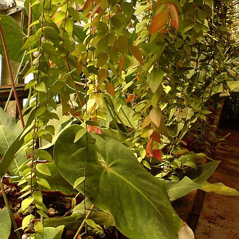 Hoya micrantha unspecified picture