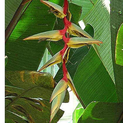 Heliconia griggsiana unspecified picture