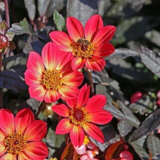 Dahlia unspecified picture