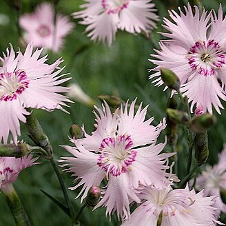 Dianthus uralensis unspecified picture