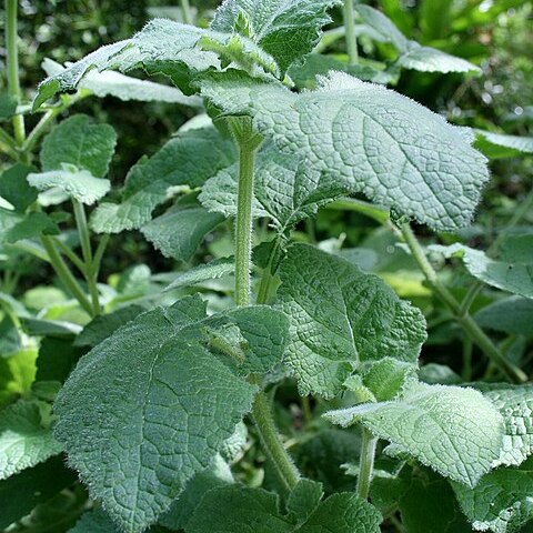 Salvia przewalskii unspecified picture