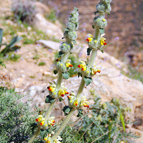 Eremostachys unspecified picture