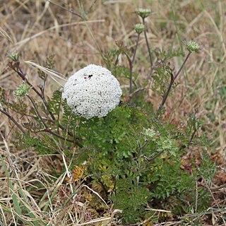 Daucus carota subsp. hispanicus unspecified picture