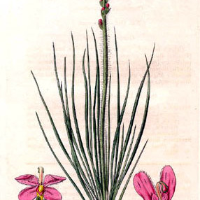 Stylidium hirsutum unspecified picture