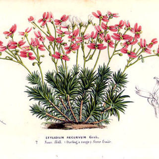 Stylidium bulbiferum unspecified picture