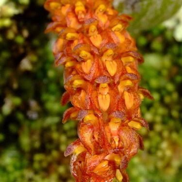 Bulbophyllum wangkaense unspecified picture