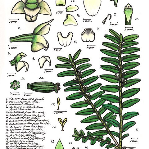 Podochilus unspecified picture