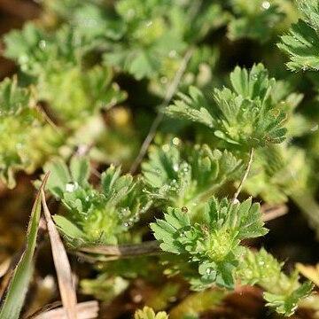 Alchemilla arvensis unspecified picture