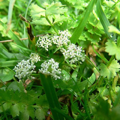 Apium repens unspecified picture