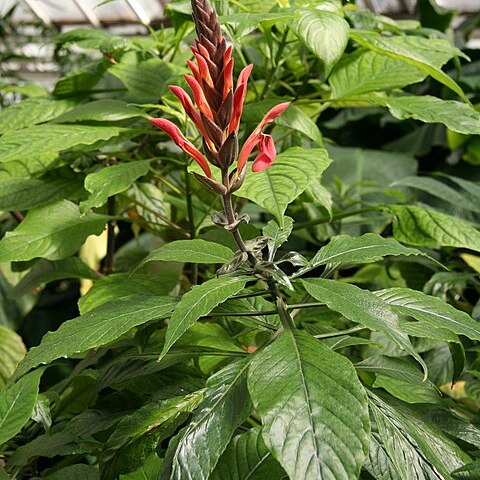 Aphelandra gigantiflora unspecified picture