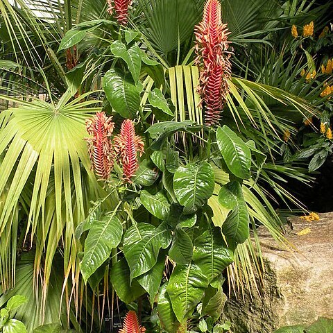 Aphelandra flava unspecified picture