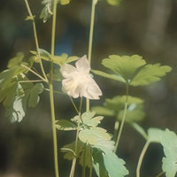 Aquilegia barbaricina unspecified picture