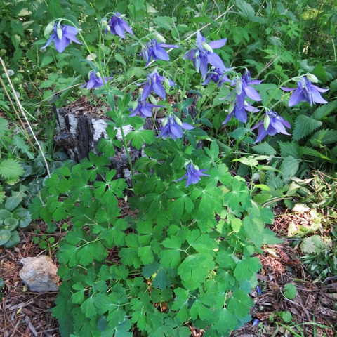 Aquilegia barykinae unspecified picture