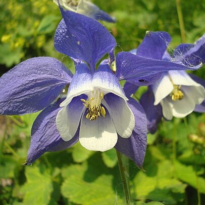 Aquilegia olympica unspecified picture