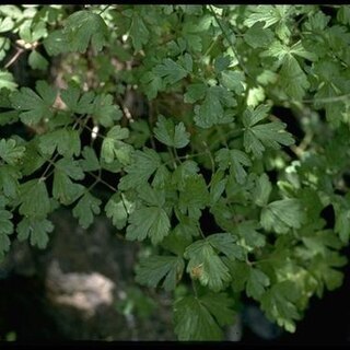 Aquilegia eximia unspecified picture