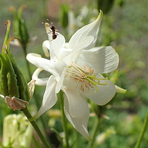 Aquilegia kubanica unspecified picture