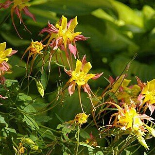 Aquilegia pubescens unspecified picture