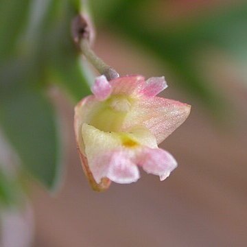 Dendrobium terminale unspecified picture