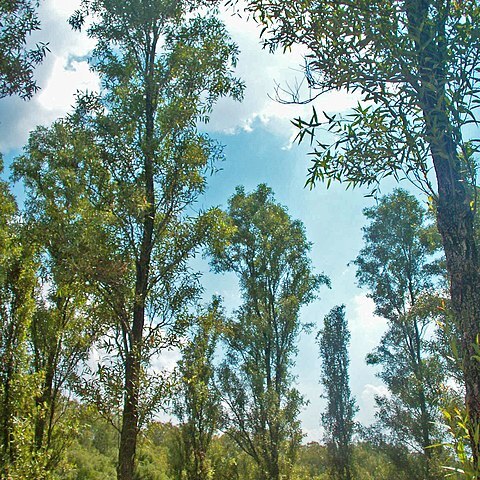 Salix bonplandiana unspecified picture