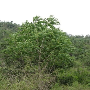 Ailanthus excelsus unspecified picture