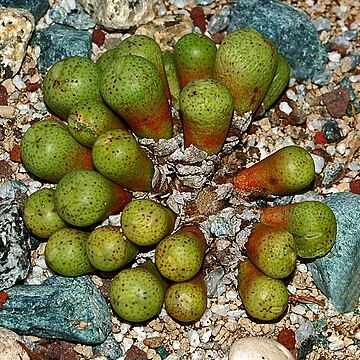 Conophytum jucundum unspecified picture