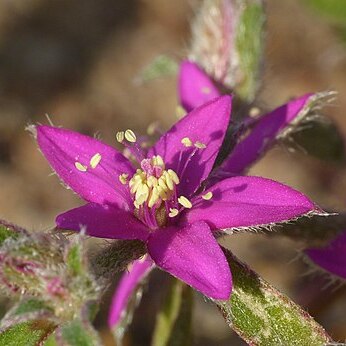 Aizoon paniculatum unspecified picture