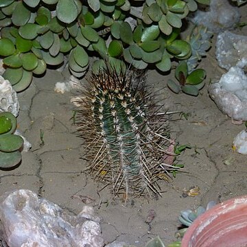 Austrocactus bertinii unspecified picture