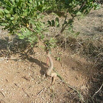 Atalaya capensis unspecified picture