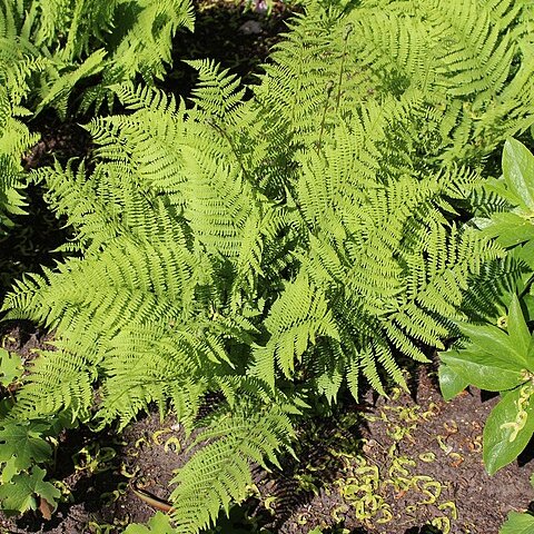 Athyrium sinense unspecified picture