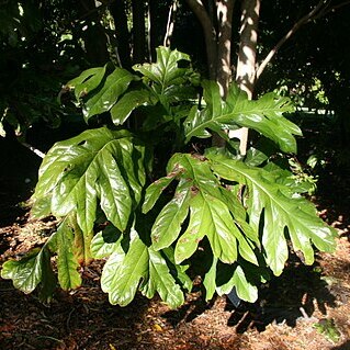 Athertonia diversifolia unspecified picture