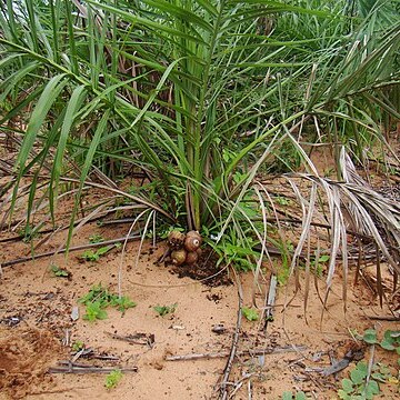 Attalea eichleri unspecified picture