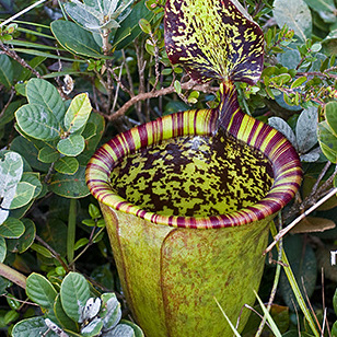 Nepenthes attenboroughii unspecified picture