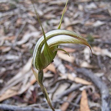 Pterostylis revoluta unspecified picture