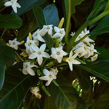 Atractocarpus fitzalanii unspecified picture