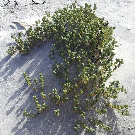 Atriplex hollowayi unspecified picture