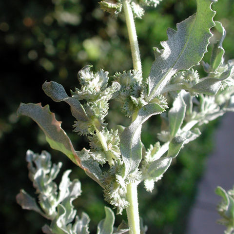 Atriplex elegans unspecified picture