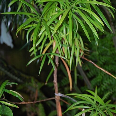 Austrotaxus unspecified picture