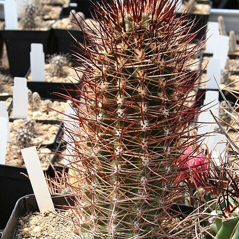 Austrocactus unspecified picture