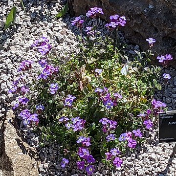 Aubrieta parviflora unspecified picture