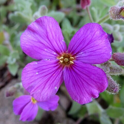 Aubrieta x hybrida unspecified picture