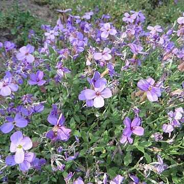 Aubrieta columnae unspecified picture